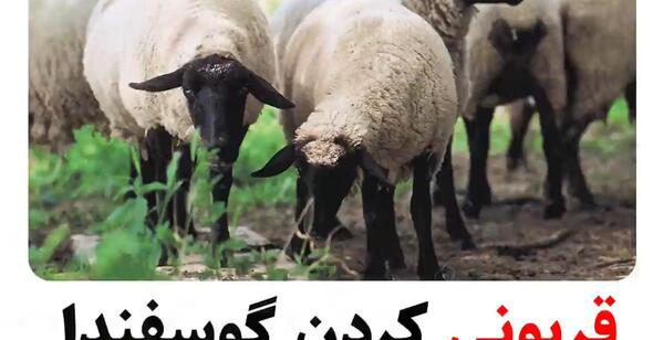 عکس فیلم آموزش ذبح گوسفندان اپارات