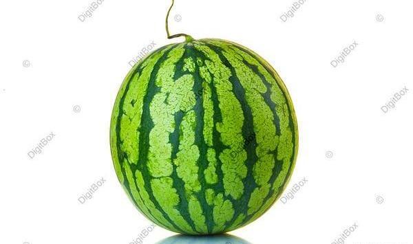 عکس هندوانه سفید