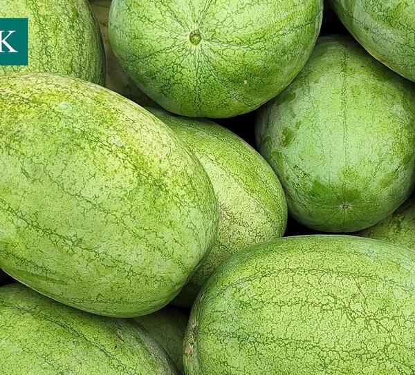 عکس هندوانه سفید