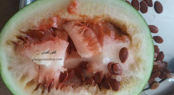 عکس هندوانه سفید