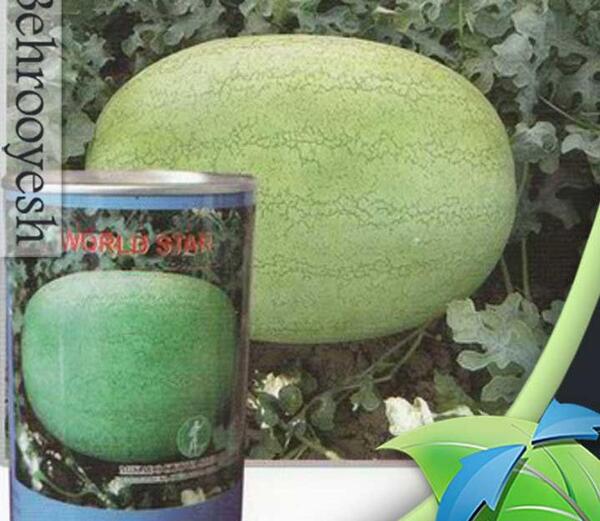 عکس هندوانه سفید