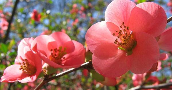 عکس های جدید بهار