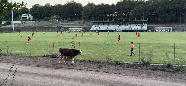 عکس گاو پرسپولیس