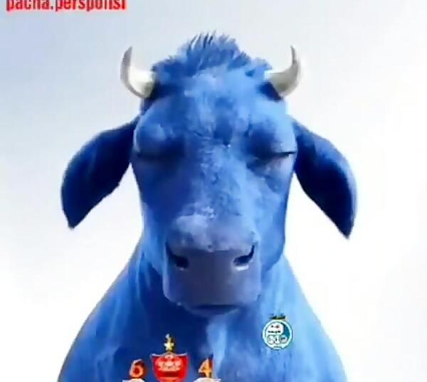 عکس گاو پرسپولیس