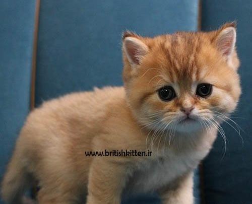 عکس گربه اسکاتیش آنفولد