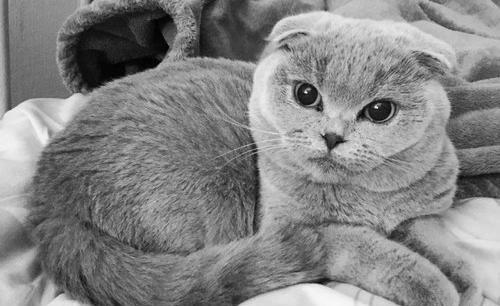 عکس گربه اسکاتیش آنفولد
