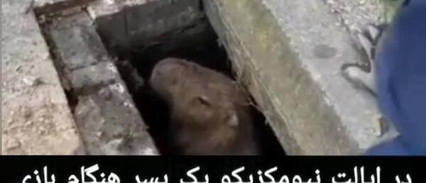 عکس موش خیلی بزرگ