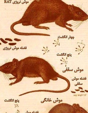 عکس موش خیلی بزرگ