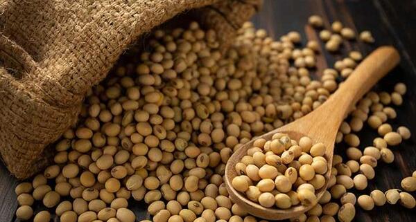 عکس سویا آجیل