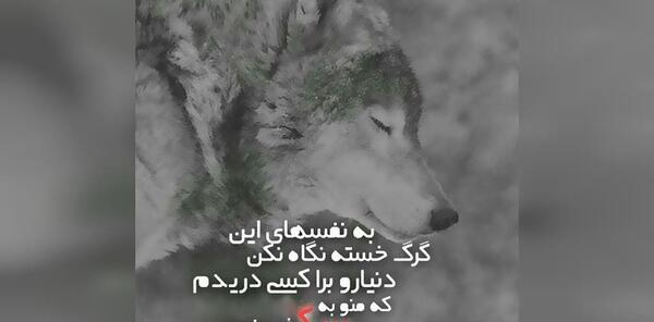 عکس پسرانه گرگ