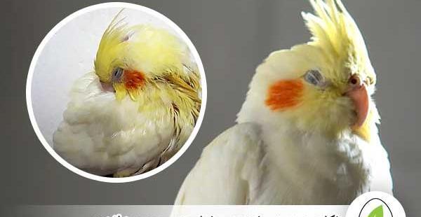 عکس عروس هلندی خانگی