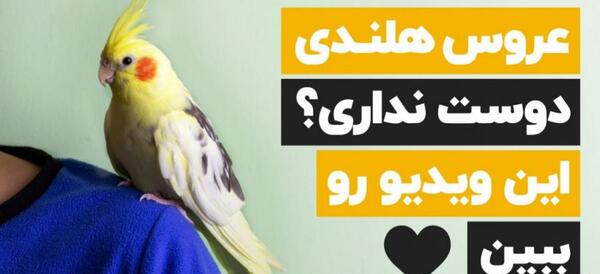 عکس عروس هلندی خانگی