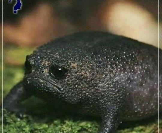 عکس بارش قورباغه