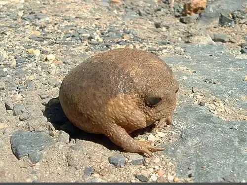 عکس بارش قورباغه