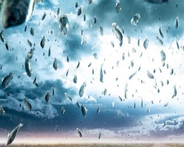 عکس بارش قورباغه