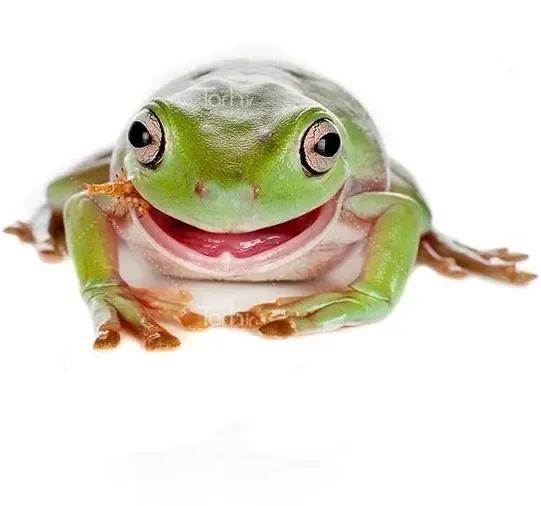 عکس بارش قورباغه