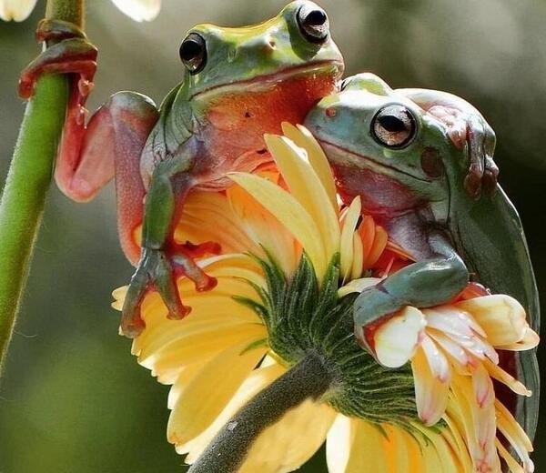 عکس بارش قورباغه