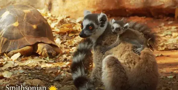 عکس موش لمور