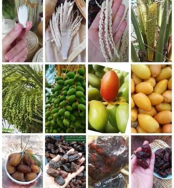 عکس غذای بهشت