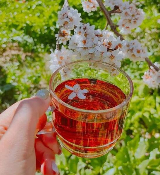 عکس لیوان چای در طبیعت