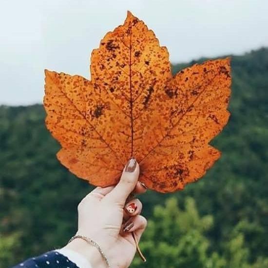 عکس پروفایل طبیعت پاییز