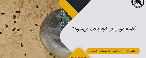 عکس فضله ی مارمولک