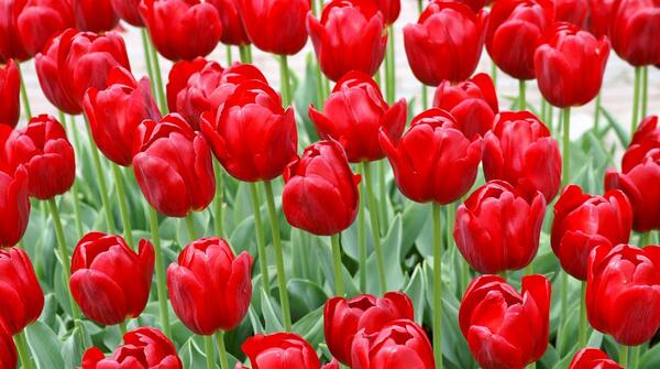 عکس گل لاله برای شهدا
