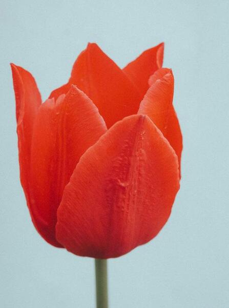 عکس گل لاله برای شهدا