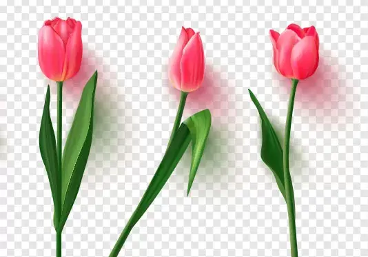 عکس گل لاله برای شهدا