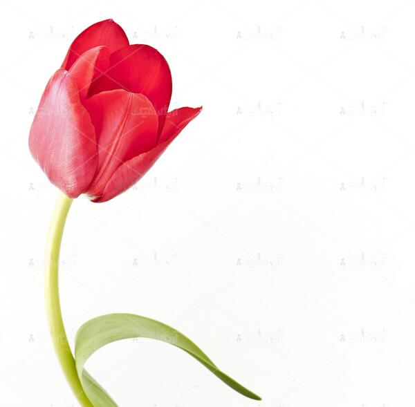 عکس گل لاله برای شهدا