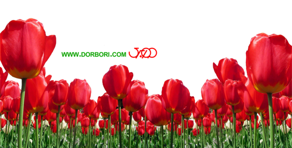 عکس گل لاله برای شهدا