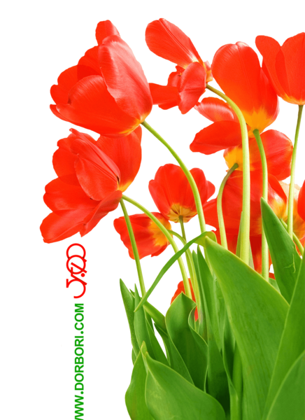 عکس گل لاله برای شهدا