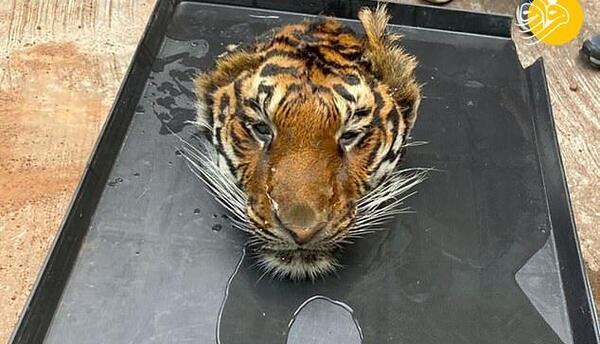 عکس ببر خانگی
