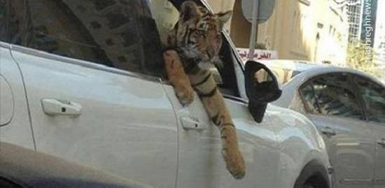 عکس ببر خانگی
