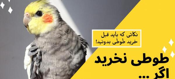 عکس طوطی عروس هلندی قیمت