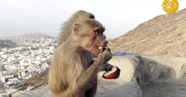 عکس توی غار حرا