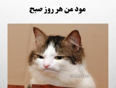 عکس مود تستچی