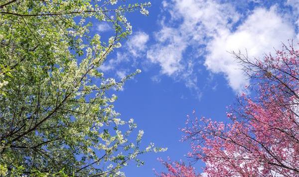 عکس آسمان ابری صورتی