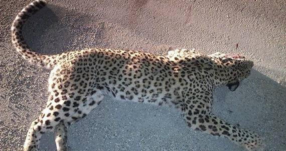 عکس ببر مرده