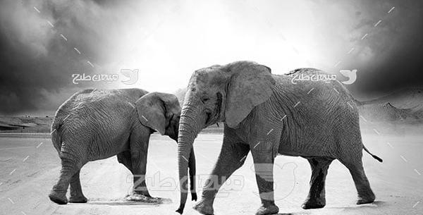 عکس تصویر فیل