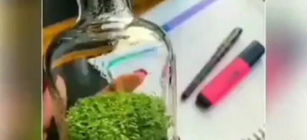 عکس سبزه داخل شیشه
