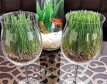 عکس سبزه داخل شیشه