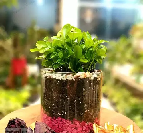 عکس سبزه داخل شیشه
