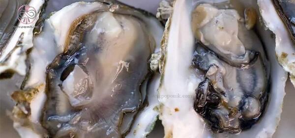 عکس غذای صدف
