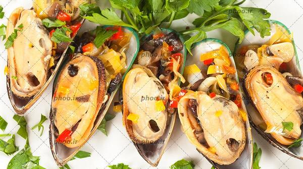 عکس غذای صدف