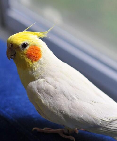 عکس عروس هلندی کیوت برای پروفایل