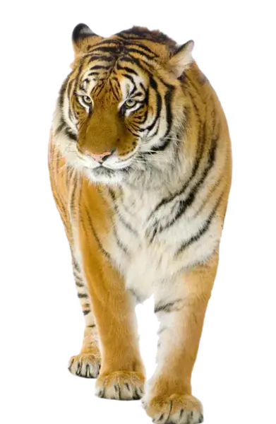 عکس ببر بنگال