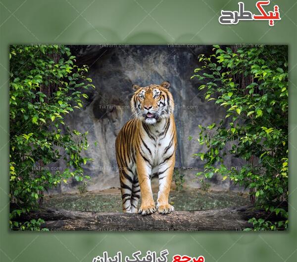 عکس ببر بنگال