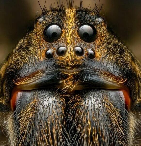 عکس چهره عنکبوت