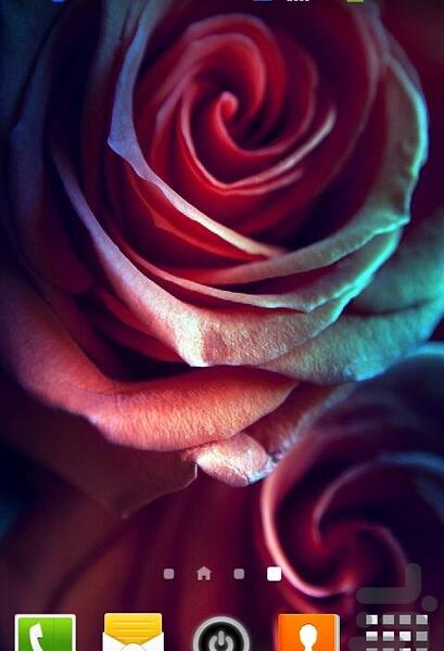 عکس گل رز برای صفحه گوشی